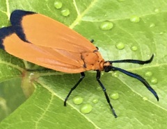 Neoalbertia constans