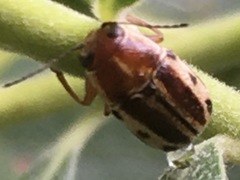 Pachybrachis bivittatus