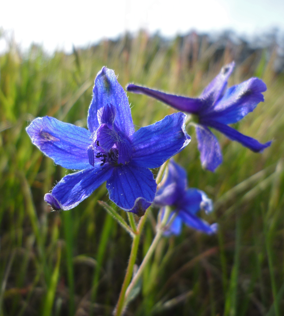 coastal larkspur
