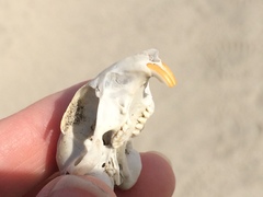 Xerospermophilus tereticaudus