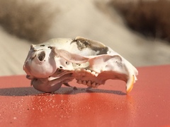 Xerospermophilus tereticaudus