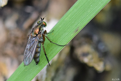 Dolichopus ungulatus