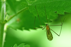Limonia phragmitidis