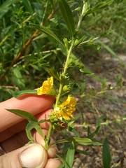 Heimia salicifolia