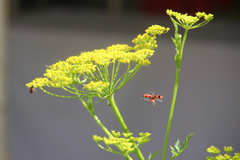 Trichodes apiarius