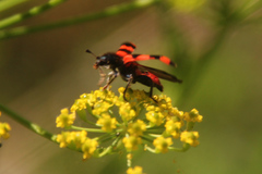 Trichodes apiarius