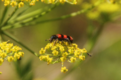 Trichodes apiarius