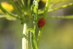 Harmonia axyridis
