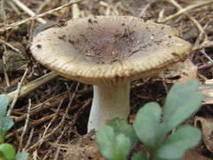 Russula vinaceocuticulata