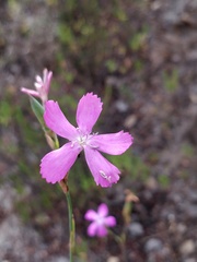 Dianthus laricifolius