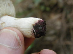 Russula vinaceocuticulata