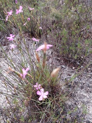 Dianthus laricifolius