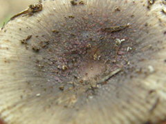 Russula vinaceocuticulata