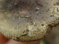 Russula vinaceocuticulata