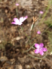 Dianthus laricifolius