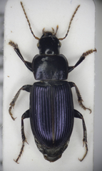 Harpalus rufipalpis