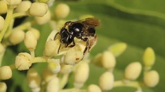 Andrena integra