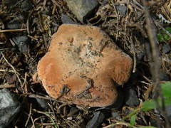 Lactifluus clarkeae