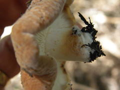 Lactifluus clarkeae