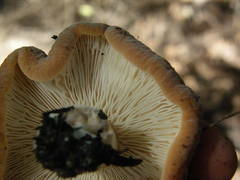 Lactifluus clarkeae