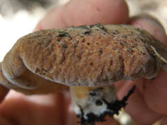 Lactifluus clarkeae