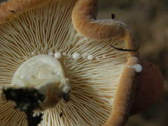 Lactifluus clarkeae