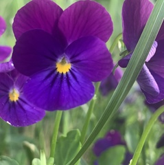 Viola × wittrockiana