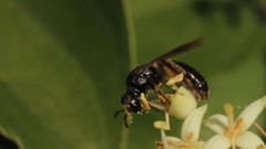 Andrena integra