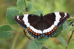 Limenitis arthemis rubrofasciata