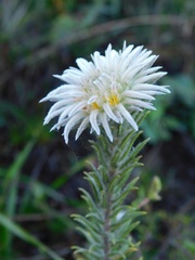 Phylica calcarata