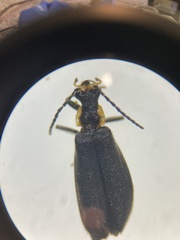 Podabrus rugosulus