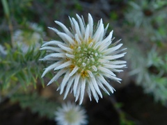 Phylica calcarata