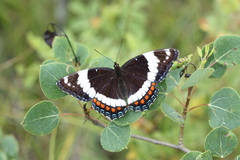 Limenitis arthemis rubrofasciata