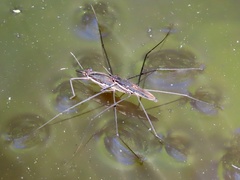 Aquarius conformis
