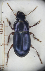Harpalus rufipalpis