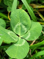 Trifolium repens