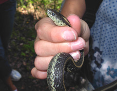 Thamnophis atratus