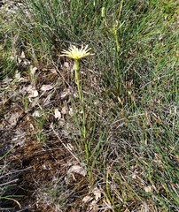 Scorzonera angustifolia
