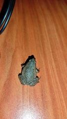 Hypopachus