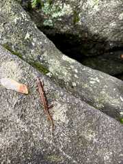 Desmognathus wrighti