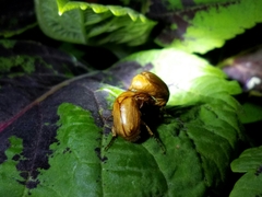 Cyclocephala borealis