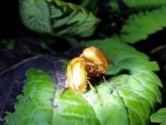 Cyclocephala borealis