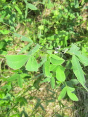 Trifolium medium