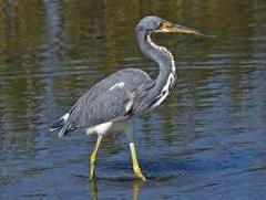 Egretta tricolor image