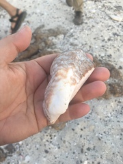 Arca pacifica