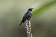 Ramphomicron microrhynchum