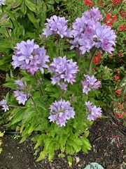 Campanula glomerata