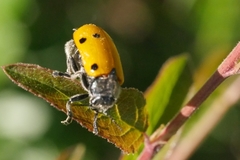 Lachnaia sexpunctata