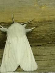 Spilosoma urticae