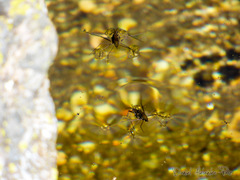 Eurygerris fuscinervis